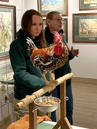 Петух